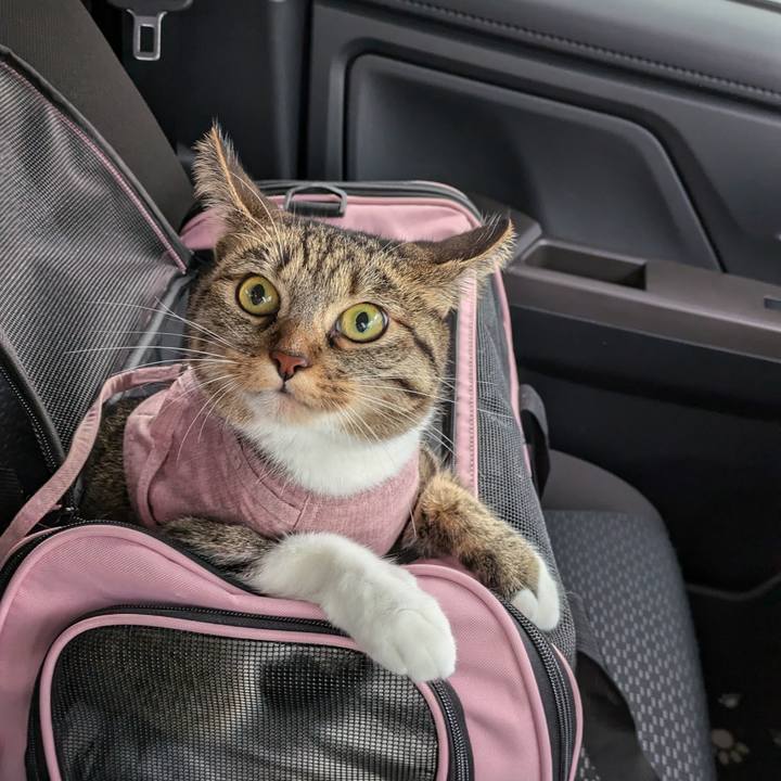 Fd9a4843 3e95 4c39 bb05 4bdd2428ef8a 1728170250320