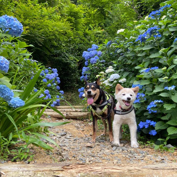 Fd9fed7e 41dd 46cb ad9f b2f1f63c517c 1687777474484