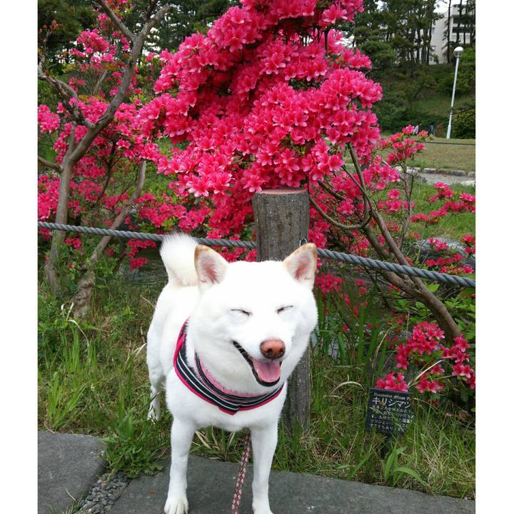 Fda0cc74 6448 418b b1b2 68476f44d9bd 1557128107504