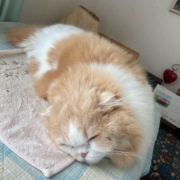 Fda32250 2aa4 4bcf 9712 1d8d2b8d2588 1622728835725