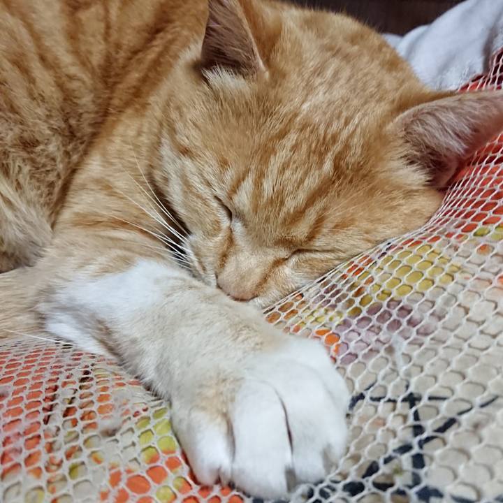 Fda4647d c057 4a61 ba1f f73ba0e71e39 1586174815416