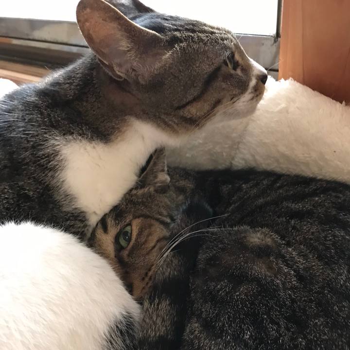 Fdaa4a93 7750 4bc4 8596 9c008a3e1757 1508462949303