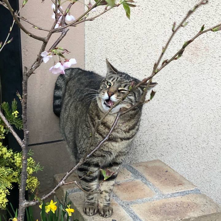 Fdab39d5 04bc 45e9 b65d ea2844a9ebcf 1584692861062