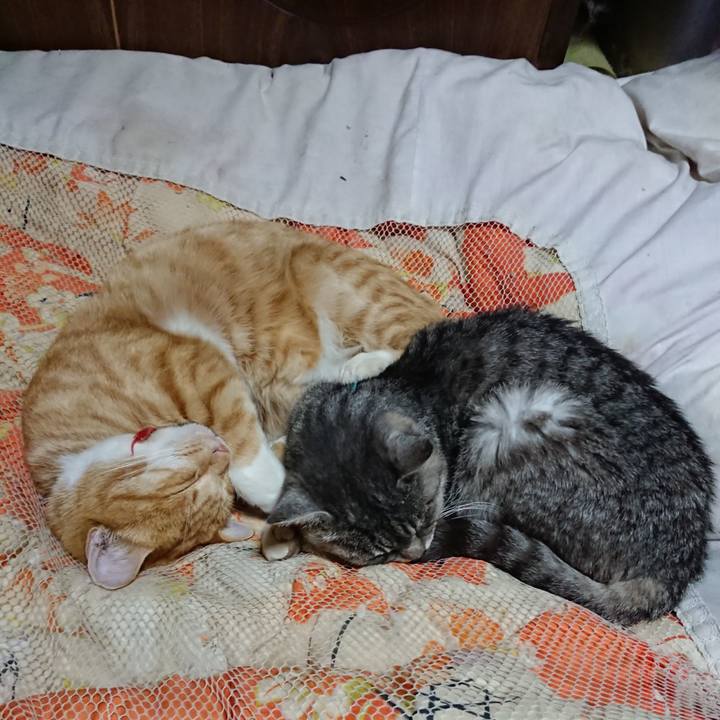 Fdab69b1 f4bd 4229 8938 05ba7e04c76e 1573648839707