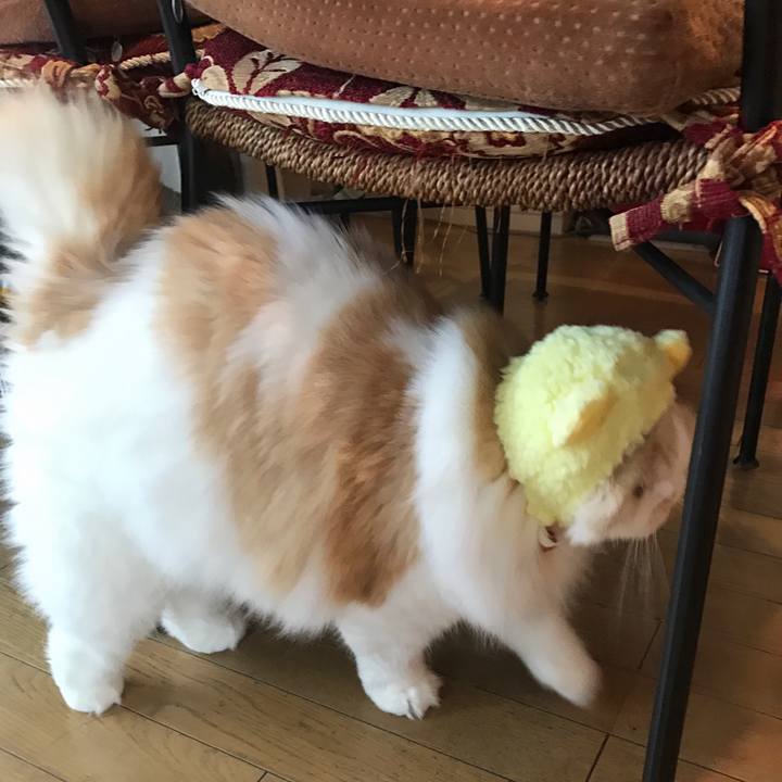 Fdaf2337 e46f 4c18 b459 21d3896097a3 1535868746486