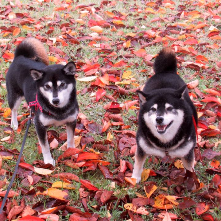 Fdaf79c9 2396 4f0c a3ee 75dcec53fbc1 1604368256390