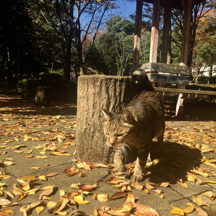 Fdafc776 9930 4f2b adb6 64deb7142811 1509700543098