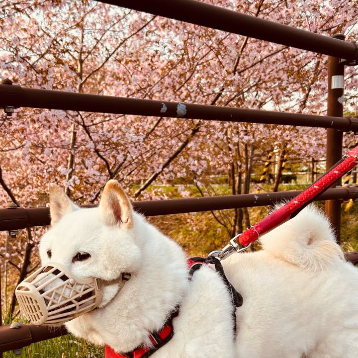 Fdb7d9e3 78f3 4054 89c0 4ad4233aa563 1714254215282