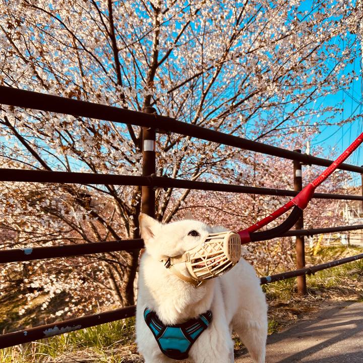 Fdbb3763 8203 4f35 951b 72d3b5e51d10 1682290087448