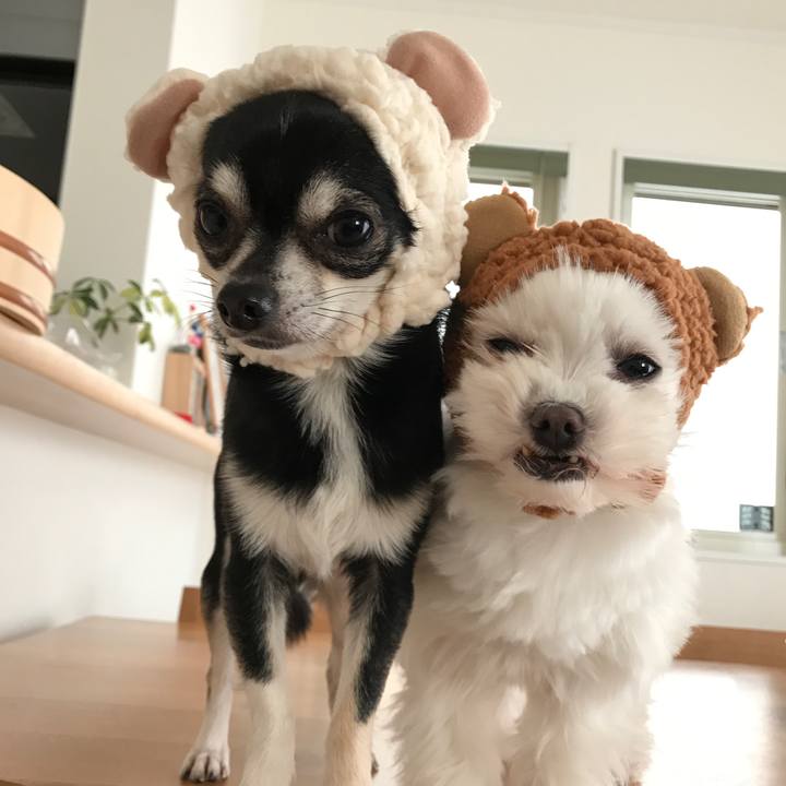 Fdc29dad 4338 4a53 aa35 6804d09d23ee 1514777367741