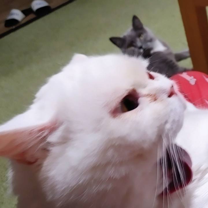 Fdc35e6d 08ad 412c a3f4 ccdcfa68d6b5 1762862557361