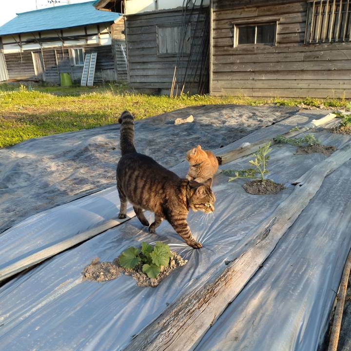 Fdc454a0 80bd 41f5 9586 933b330a8c05 1686128506565