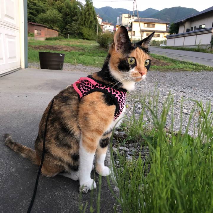 Fdc53bce 9ffa 4f90 9007 8cf4c6ba160c 1529667815956