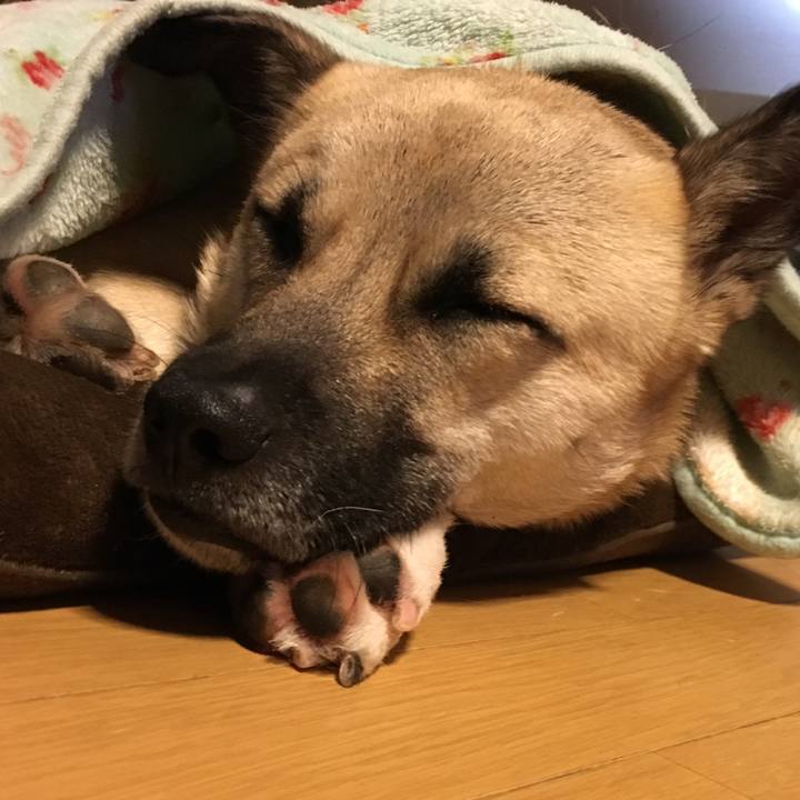 Fdca3661 78c7 4796 a12c 3226cf93003d 1513689664853