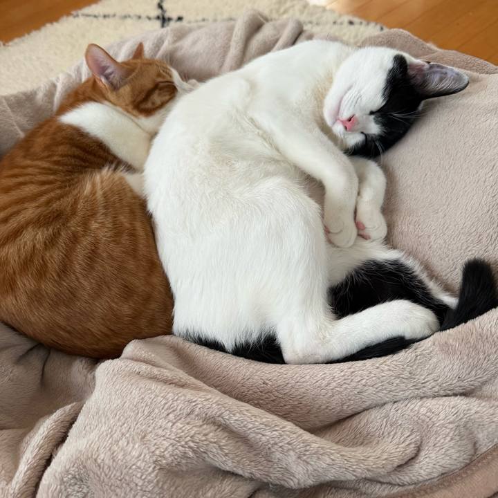 Fdcb21ee 5d70 409b 87a6 98d351aef63b 1770814382912