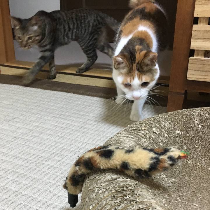 Fdcbfb9c 6744 456e 872a 7213347b825d 1539305434464