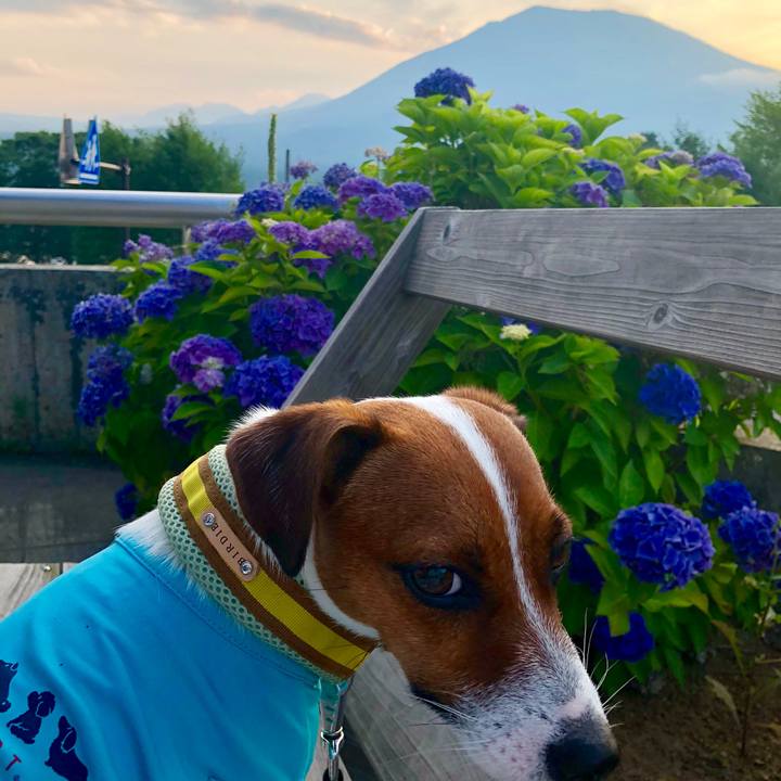 Fdcd3dcf 7858 4a6a 8ca0 598a951944dc 1531820134853