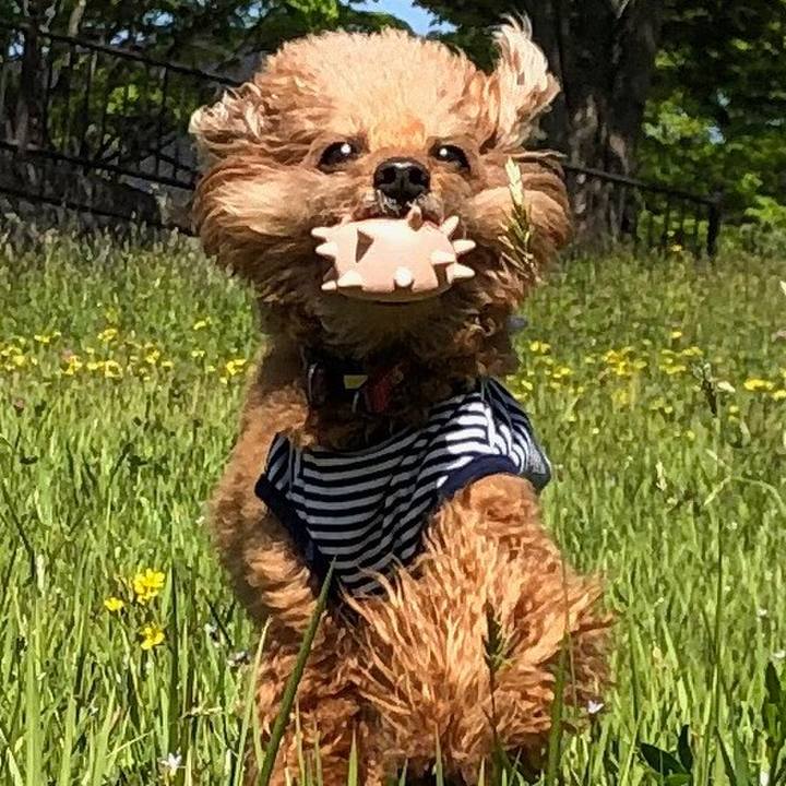 Fdce65f4 1075 4e1e a23a 1276d6d6bdf1 1558581076354