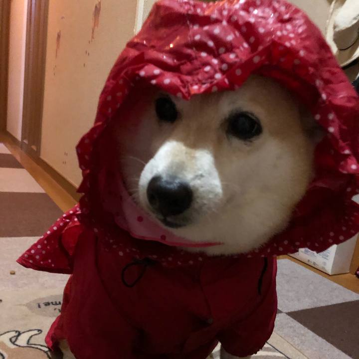 Fdcea7bd 2347 4110 8226 d5eda0eb025d 1604319734813