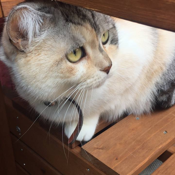 Fdcf0475 ad5b 473e b8c8 9355b00ecb65 1555727250149