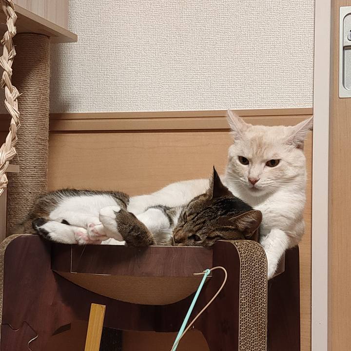 Fdd0c2e9 0a40 43e7 95ce 09d642ae1518 1662384706607