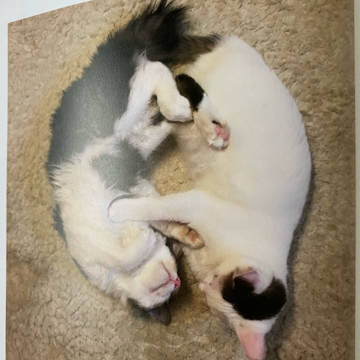 Fdd54dd1 9c8f 4bcb 912a cea948b376e3 1663975775010