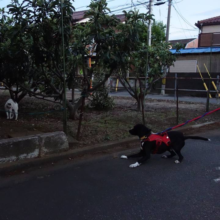 Fdd64434 7986 416b 9e1c 5548ddb857e1 1589106167299