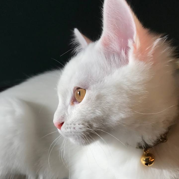 Fdd6a149 8b6e 4378 b2b2 c34e427344e7 1510549868996