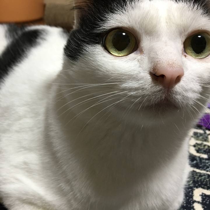 Fdd9f975 94cb 452b 9c74 c52ded4416c9 1543757059617