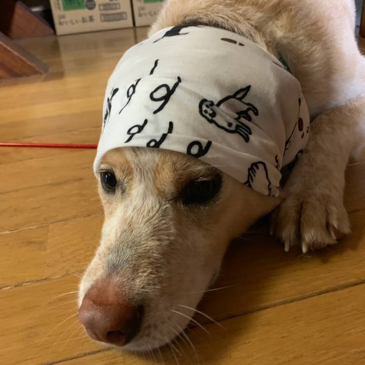 Fddcd6dd e346 4669 91c6 649c423435f3 1558396938843