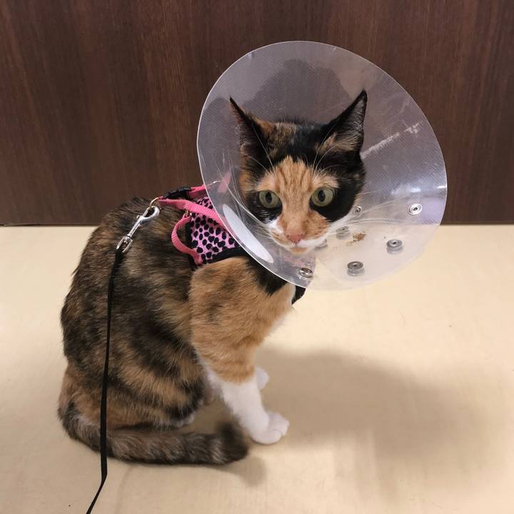 Fdddd724 b6f2 4c47 97c9 16b3560fa6a0 1533788510094