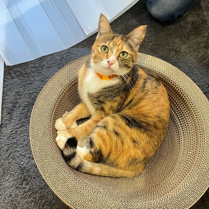 Fdde9376 a730 4cce 8f9c f590fdbf2b2a 1672367402941