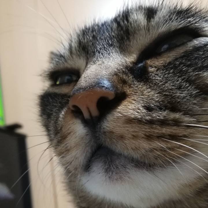 Fddf5454 2de9 46a5 866d 521bd6e6d25c 1542881057280