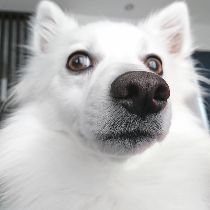 Fde15952 812f 491c 9564 3fd2247d2bff 1523518581992