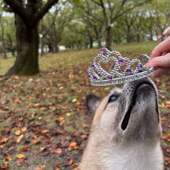 Fded909e cdf5 48f9 916b db904b8c3b17 1759320627411