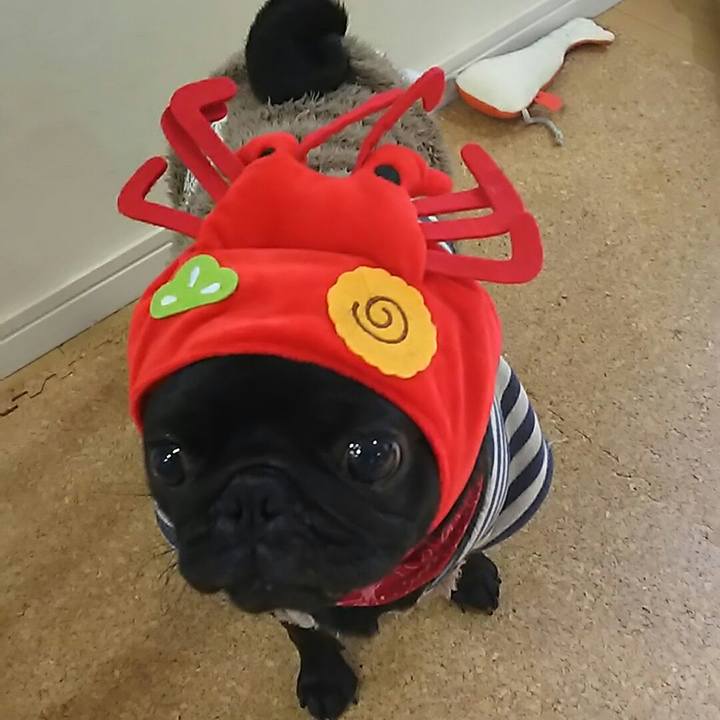 Fdedadf5 a8bd 4cf0 8f19 ab80f1d2dc01 1546395171566