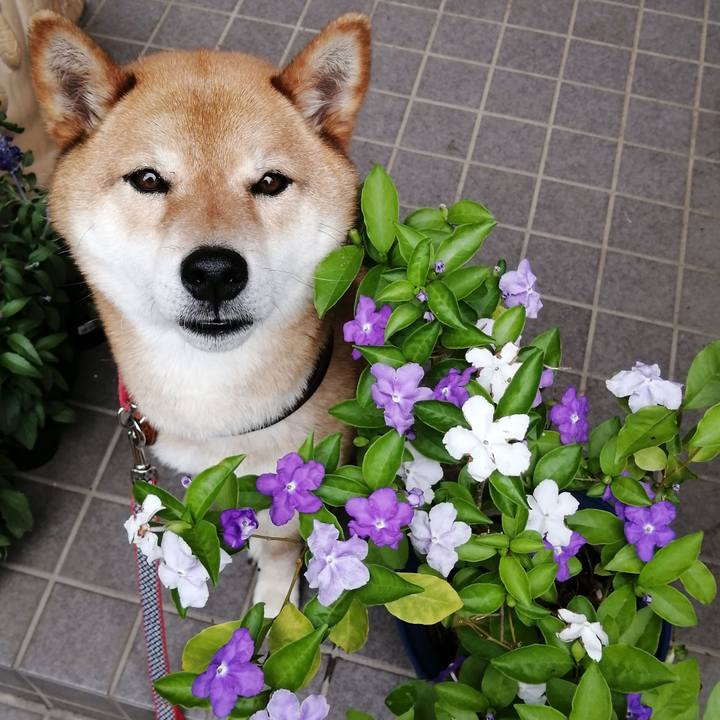 Fdf50a48 9d01 4349 b2bd 57d1849de316 1589762641726