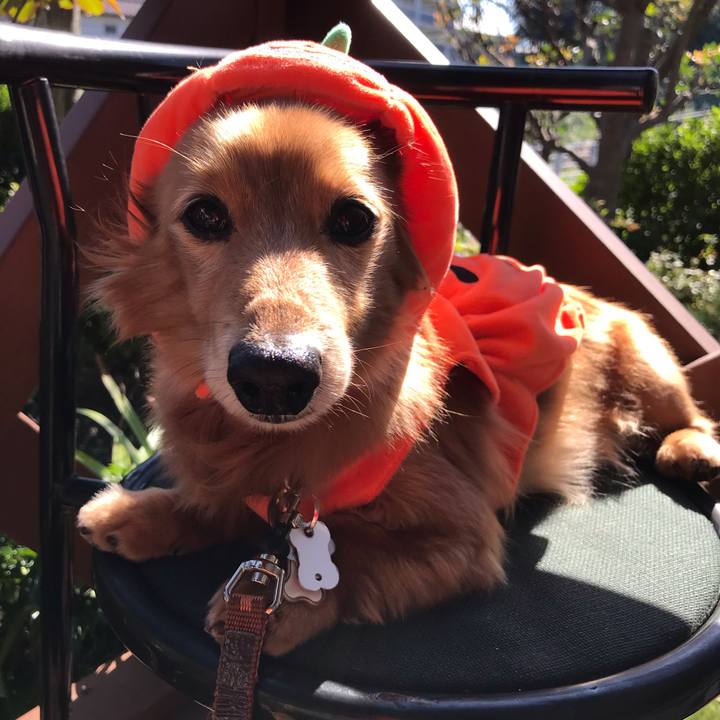 Fdf52a37 90cd 46e8 9413 d18518a49c6a 1540869680767