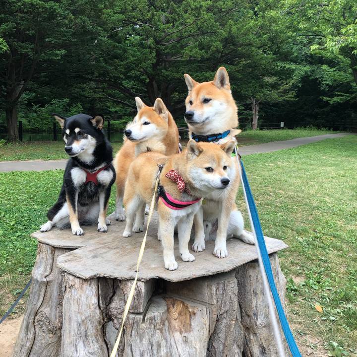 Fdf8f147 f3bf 4a5f 9b7d 5d3c420bc698 1562905561067