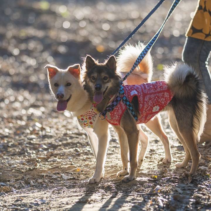 Fdfbffc5 82c9 4452 9c8c 0a213ec28cac 1540480865719