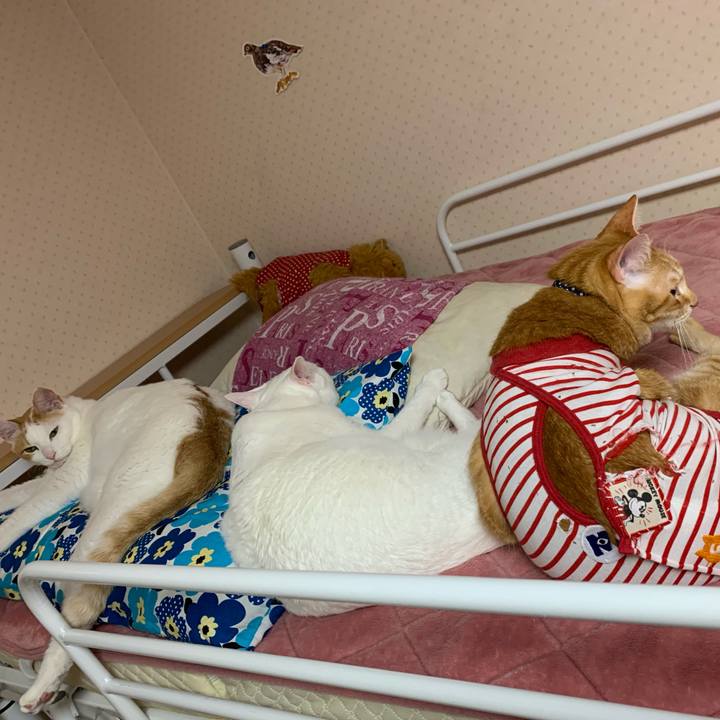 Fe0050a3 07b8 461e 9cd6 7955ed9621d3 1592407089187