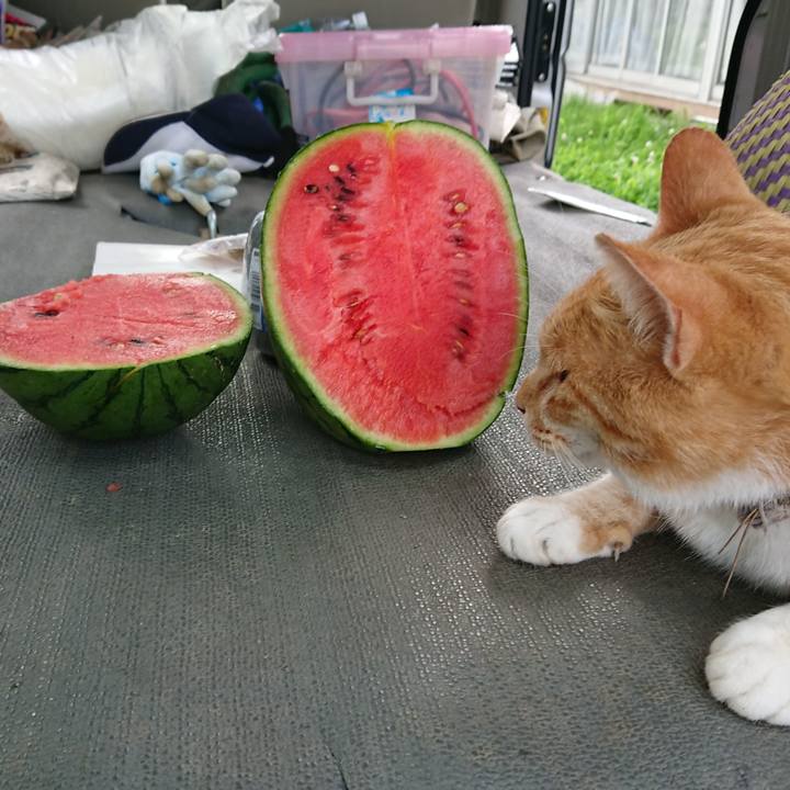 Fe00e71e d7e5 4b66 b4bc 8f162e67193e 1595487438354