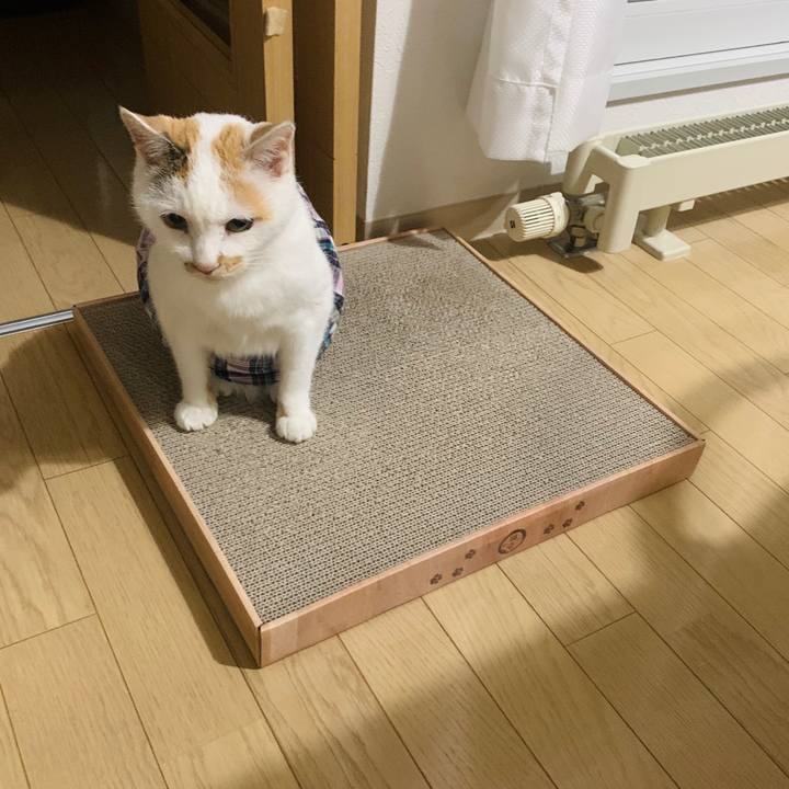 Fe08f371 c03d 4a91 bbed dd0b6e1af5bb 1595677450094