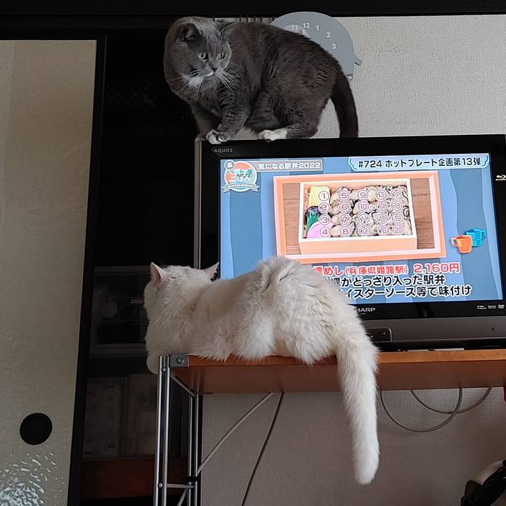 Fe10c211 d2df 42f5 9161 d7a558c374f8 1651372967419