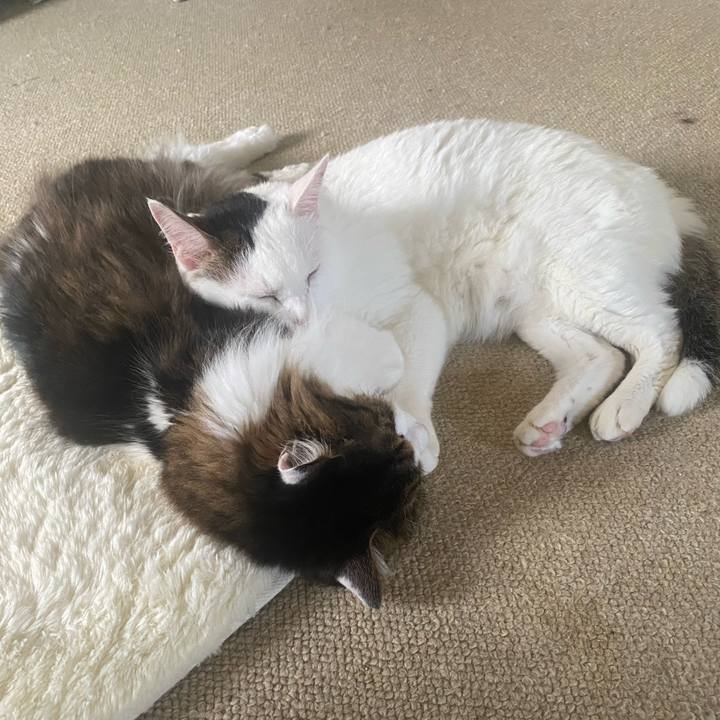 Fe11ee86 67b1 4780 8592 ae85e53e3396 1694084382194