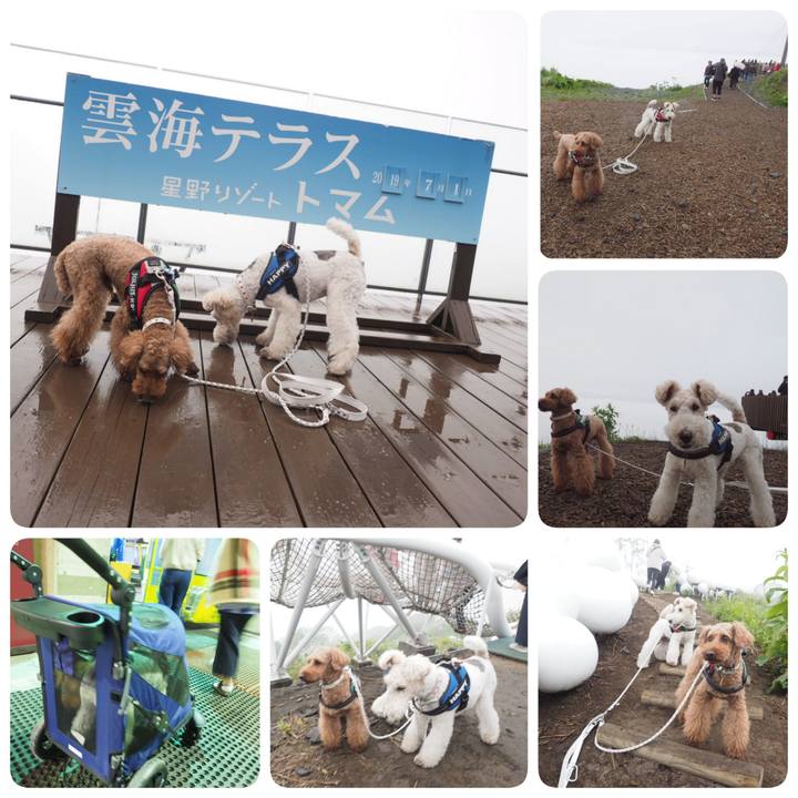 Fe14935f a604 474c be6a 9017a2621720 1561933198556