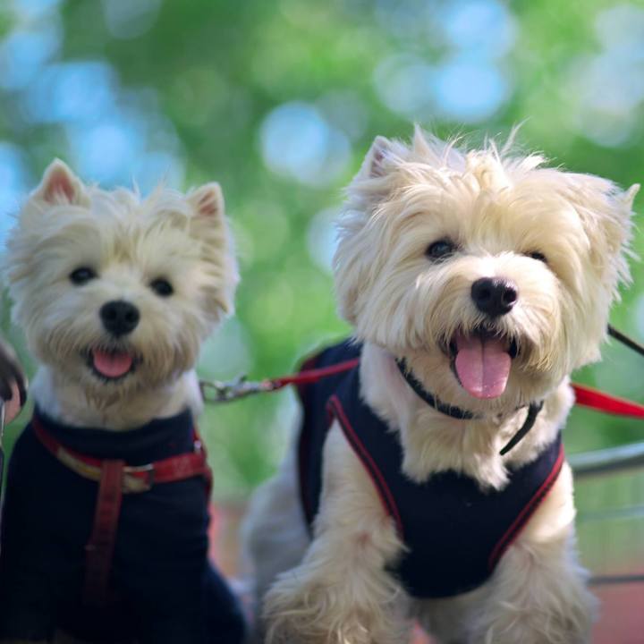 Fe169f69 363f 4051 b587 ab6ae61a5742 1534940336676