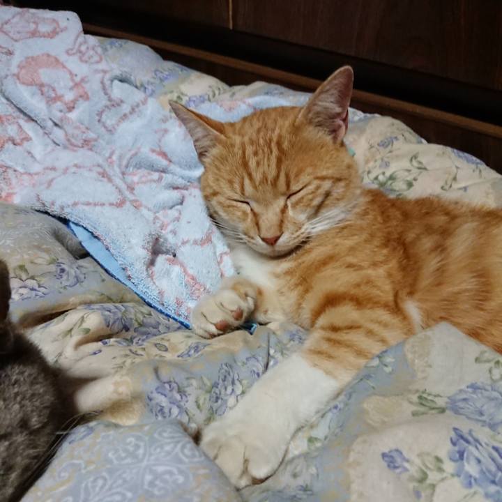 Fe20733e a732 4f3e a4b7 78dcca24449d 1590409405168