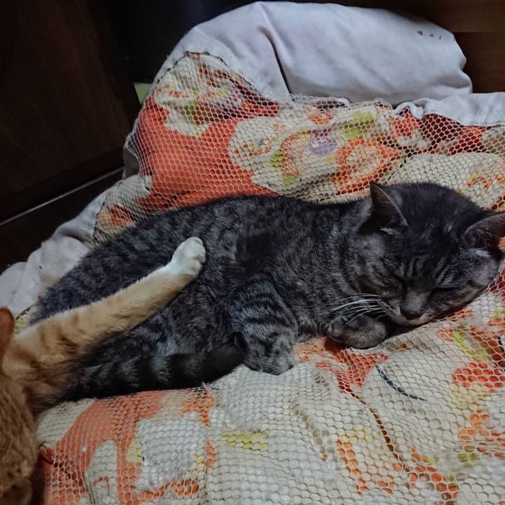 Fe26c1eb 709d 4c4b 9eb2 3e33b759c9f8 1572439229615