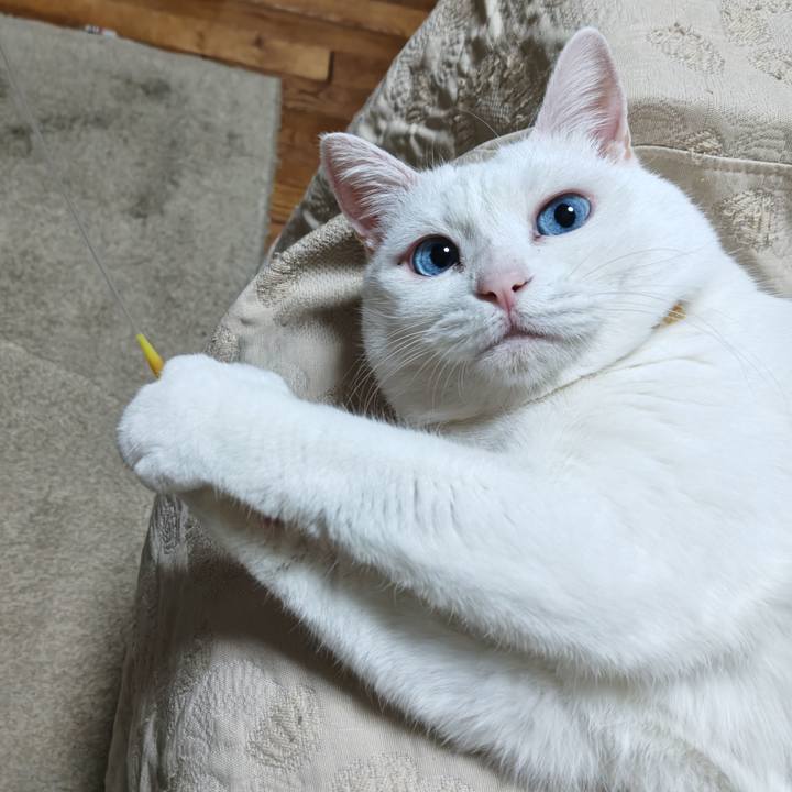 Fe2933a7 7ac9 49c1 94d1 9820a8ce980a 1770960404145